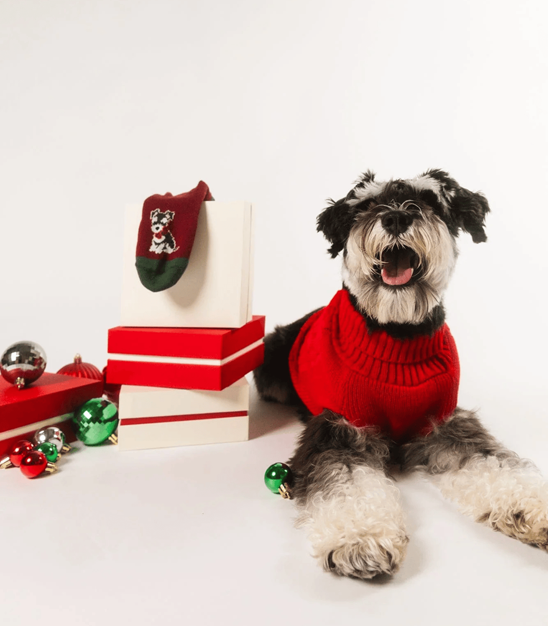 Dog image