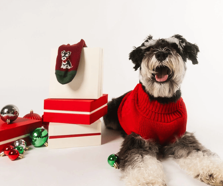 Dog image