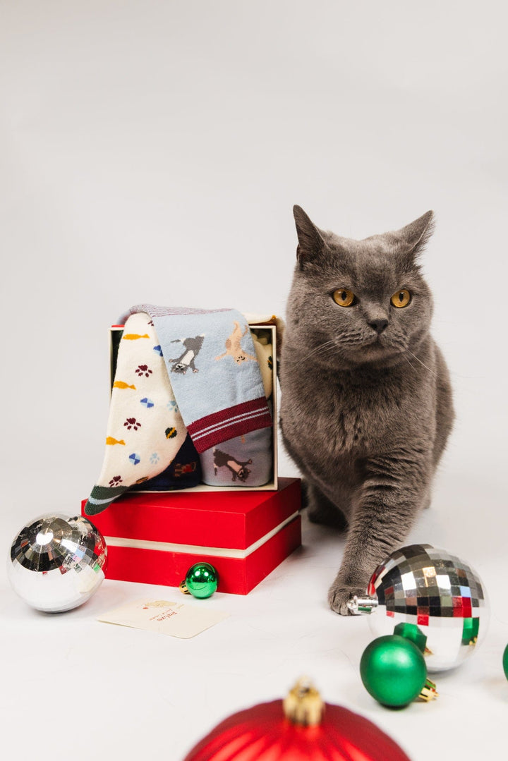 Lap Cat Collection Pack